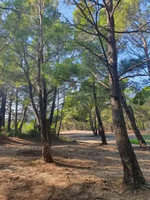 a group of trees on a dirt road at Traumhafte Wohnung mit Meerblick in Sutomore in Sutomore