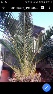 a palm tree in front of a building at Sunview Sveti Stefan in Sveti Stefan