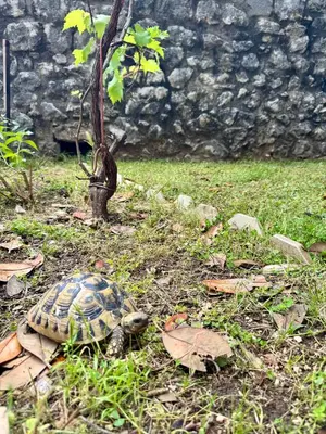 a turtle laying in the grass next to a tree at Waterfront Villa Magnolia in Kotor