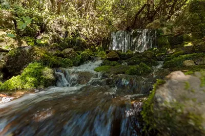 a waterfall in a forest with mossy rocks and trees at Villa Magic Stone in Šišići
