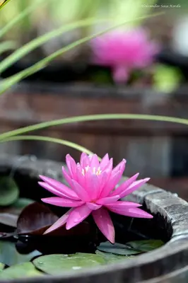 a pink water lily sitting in a pond at Green Ranch Stara Maslina in Kotor