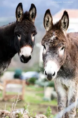 two donkeys are standing next to each other at Green Ranch Stara Maslina in Kotor