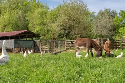 a couple of animals grazing in a field with ducks at Green Ranch Stara Maslina in Kotor