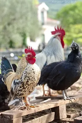 a group of chickens standing on a wooden fence at Green Ranch Stara Maslina in Kotor