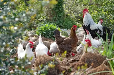 a group of chickens standing in a field at Green Ranch Stara Maslina in Kotor