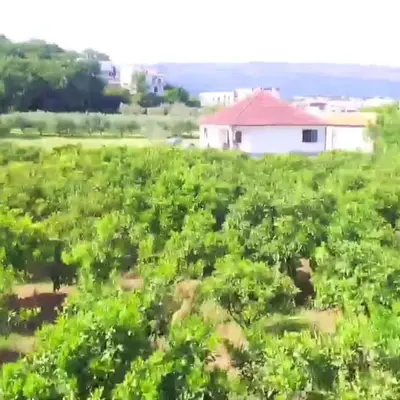 a field of crops with a house in the background at Tangerine terrace in Ulcinj