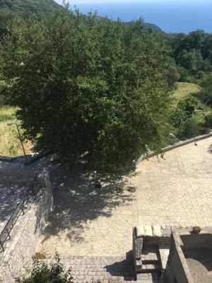a large tree sitting on top of a brick sidewalk at Apartments Kuljace in Sveti Stefan