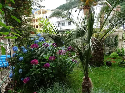 a garden with a bunch of plants and flowers at Apartament - Lisa in Budva