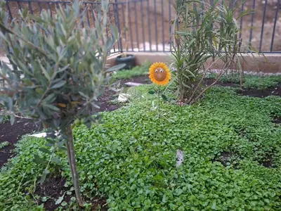 a yellow sunflower in a garden with green plants at Green Harmony in Kotor