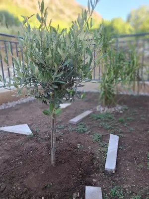 a small tree with fruit in a garden at Green Harmony in Kotor