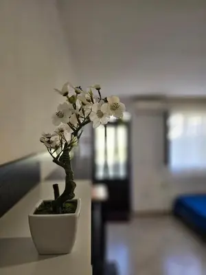 a white plant in a white pot on a table at Studio Apartment Blue Dream in Kotor