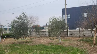 a group of trees in front of a building at Lush Garden Villa Close to Airport with Hi-Speed Wifi in Podgorica