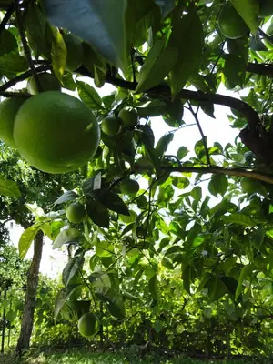 a bunch of green fruit hanging from a tree at Vila Mitrovic in Budva