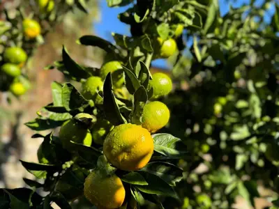 a group of oranges growing on a tree at Charming Cozy Home on the Beach in Kaluđerac