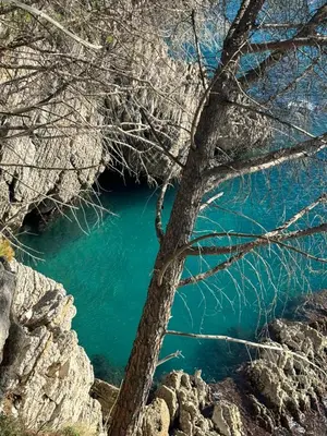 a tree next to a body of blue water at Sea view in Petrovac na Moru
