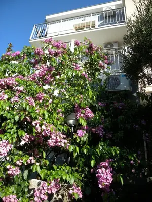 a bush of flowers in front of a building at Apartments Markovic Sutomore in Sutomore