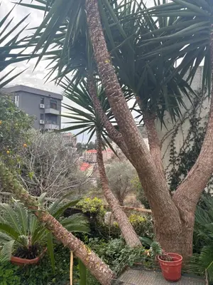 a couple of palm trees in a garden at Galicia Hill in Boreti