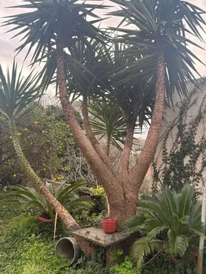 a palm tree with a bench in front of it at Galicia Hills in Becici