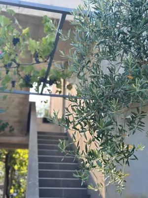 a set of stairs leading up to a building at Apartments Tijana in Tivat