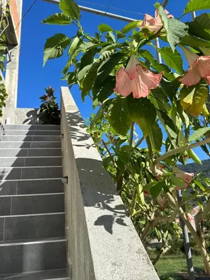 a set of stairs with pink flowers on it at Apartments Tijana in Tivat