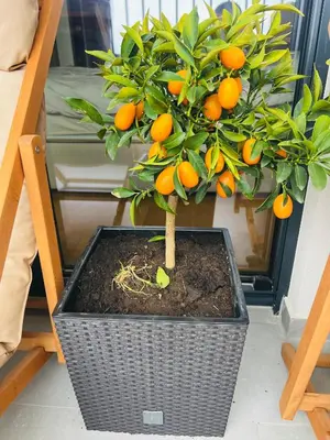 a small orange tree in a wicker basket at Apartment FORTUNELLA in Becici