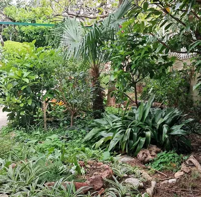 a garden with green plants and trees in a yard at Мрія in Sutomore
