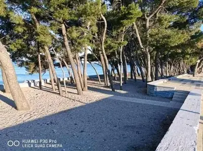 a row of trees on a beach near the water at Apartman Šušanj 2 in Bar