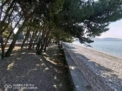 a row of trees on a beach near the water at Apartman Šušanj 2 in Bar