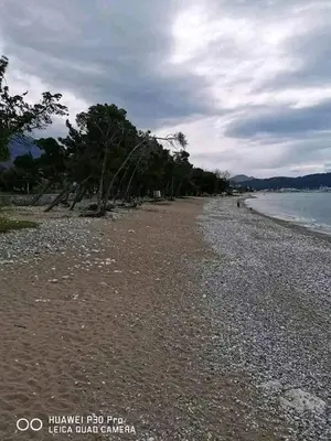 a beach with trees on the shore of the water at Apartman Šušanj 2 in Bar