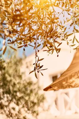 a close up of a tree branch with leaves at Eman Resort & Villas in Ulcinj