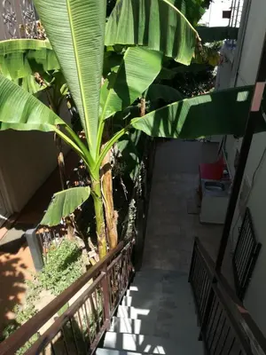 a stairway with a large green banana plant at Guest House Vila Bak in Budva