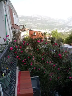 a stairway with pink roses on the side of a building at Zagradge I.N. apartments in Sutomore