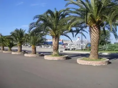 a row of palm trees in a parking lot at Sara in Bar