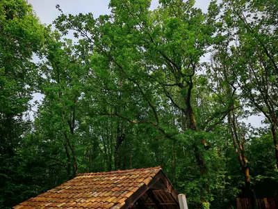 a roof of a house with trees in the background at Etno House Šćepanov Hlad in Virpazar
