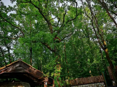 a wooden structure in front of a forest of trees at Etno House Šćepanov Hlad in Virpazar