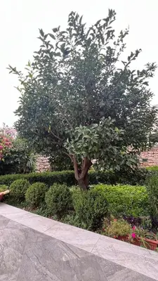 a tree and bushes in front of a building at Golden Sun Apartments in Ulcinj