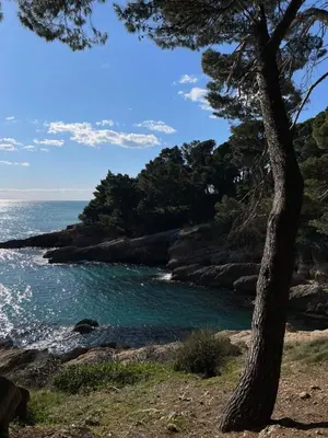 a tree standing next to a body of water at Sea House E&F in Ulcinj