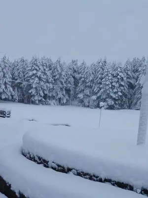 a snow covered field with trees in the background at Kaludjerovic in Cetinje