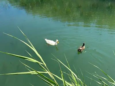 two ducks swimming in a body of water at Era Cottage in Ulcinj