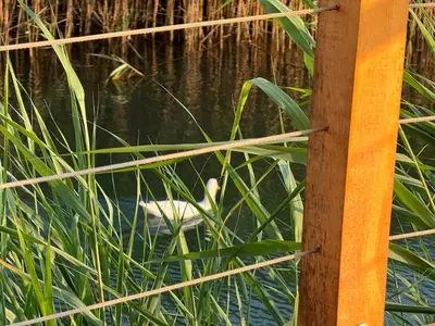a bird in the water behind some tall grass at Era Cottage in Ulcinj