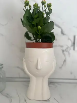 a white head planter with a plant in it at Apartman Pablo in Kotor