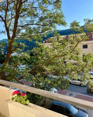a view of a parking lot with a tree and cars at Apartman Pablo in Kotor
