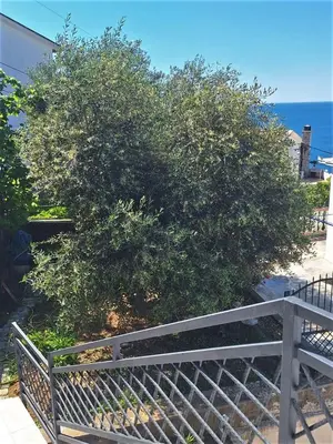 a tree behind a fence next to the ocean at Larimar Cozy Apartment in Ulcinj