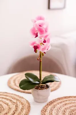 a pink flower in a pot on a table at Mia Studio Apartment in Budva