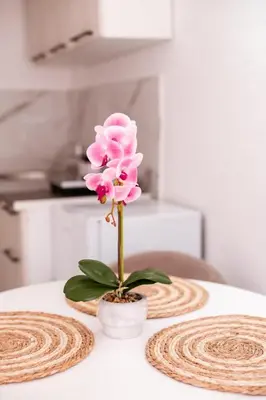 a pink flower in a white vase on a table at Mia Studio Apartment in Budva