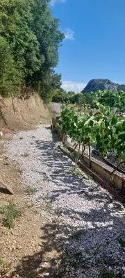a gravel road with a bunch of plants on it at White apartment in Sutomore