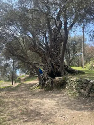 a large tree growing on top of a stone wall at Olive Hill Home in Becici