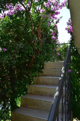 a set of stairs with pink flowers at Lovely 1BR Apartment 5min of walk from city center in Bar