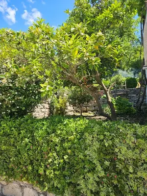 a green bush with a tree in a yard at Vila Lučica studio pogled na more in Petrovac na Moru