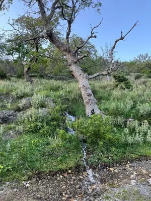 a tree in the middle of a grassy field at Apartmani Stone oasis in Zupci